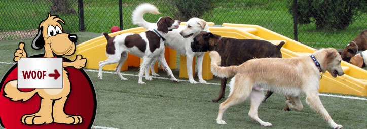 doggy day care southern suburbs